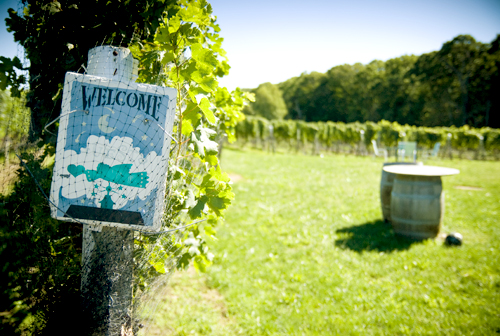 Sannino Bella Vita Vineyard