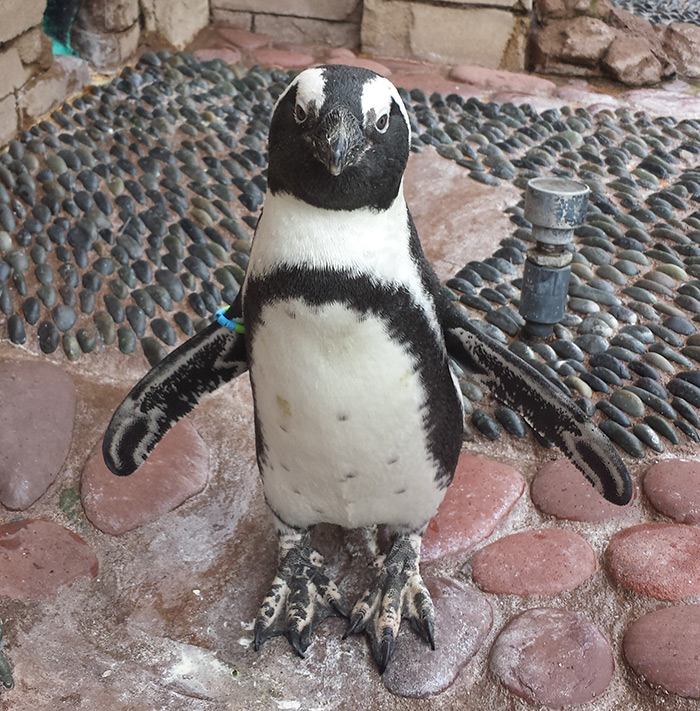 Penguin at Long Island Aquarium