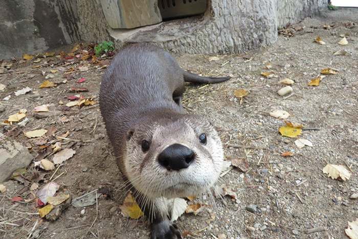 River otter at Long Island Aquarium