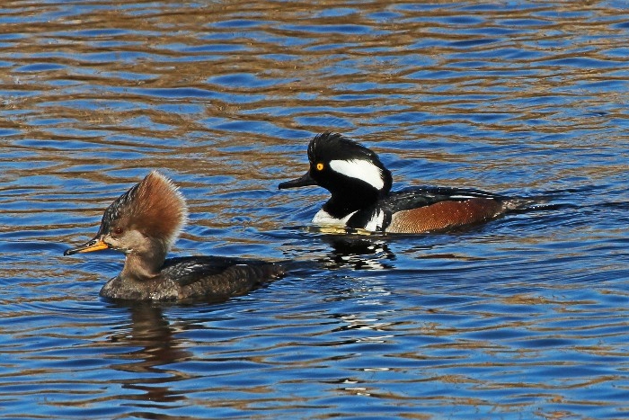 Winter Birding at Mecox Bay. Courtesy of SoFo.
