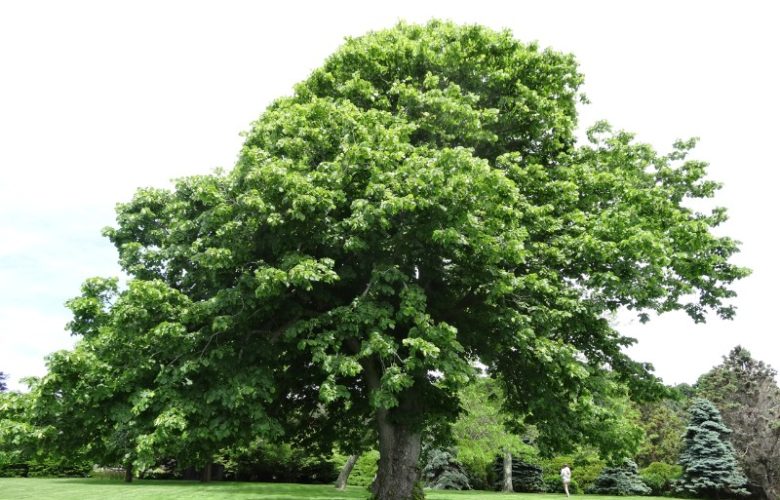 The magnificence of a mature tree at the Carls'