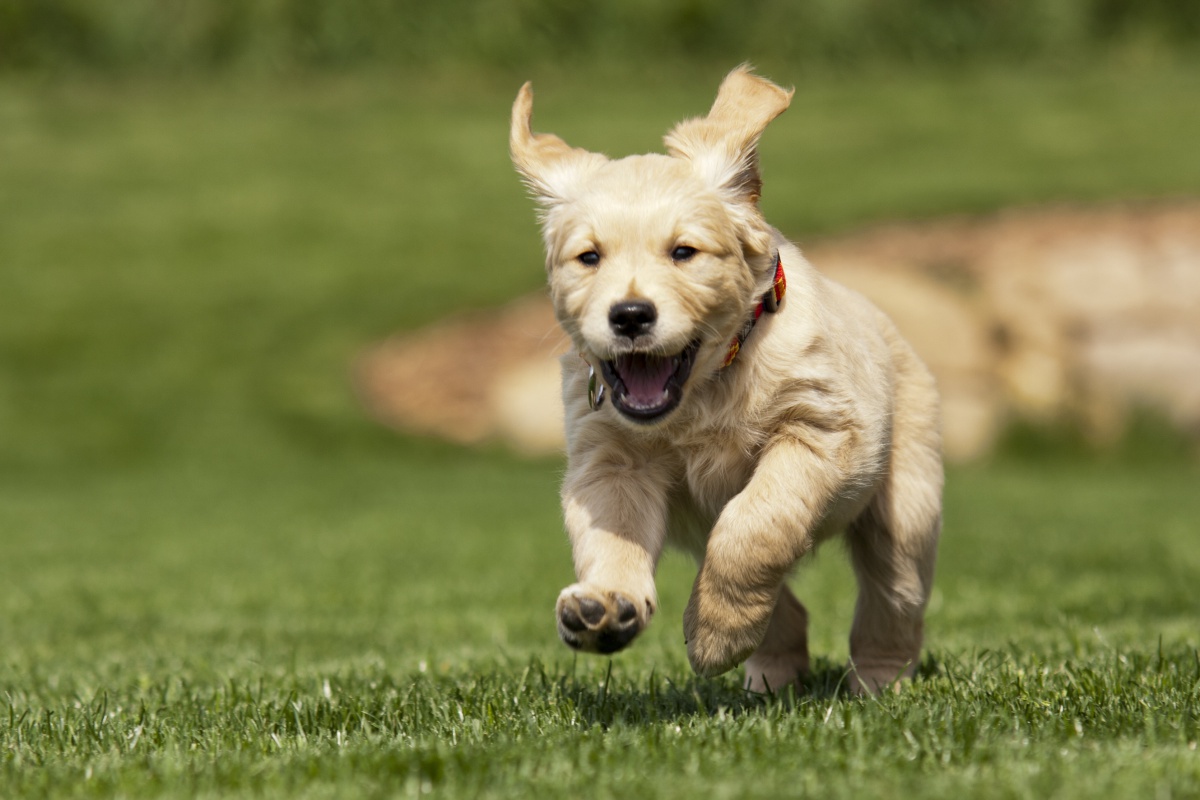 puppy!