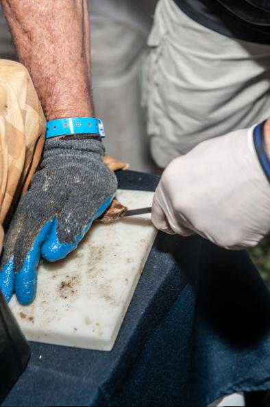 Bob Ketcham of the boutique Peconic Oyster Seafarm, shucking some of his oysters