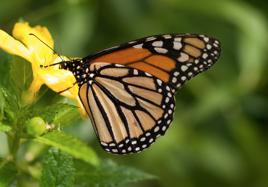 Butterfly in Garden