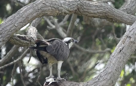 Osprey Eating in the Hamptons