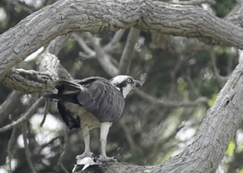 Osprey Eating in the Hamptons