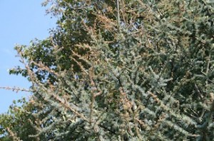 Blue Atlas Showing Salt Injury Blue Atlas Showing Salt Injury