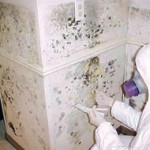 Cleaning Mold Cleaning Mold