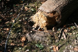 Results of Girdling Roots Results of Girdling Roots