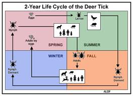 2 Year Life Cycle of Deer Tick
