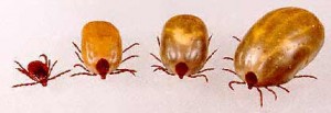 Brown Dog Tick Brown Dog Tick