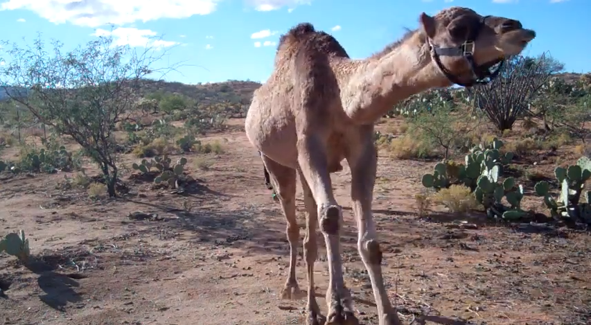 Camel-vs-girl-race