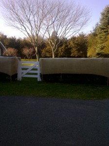 Burlap to protect Hedge in East Hampton