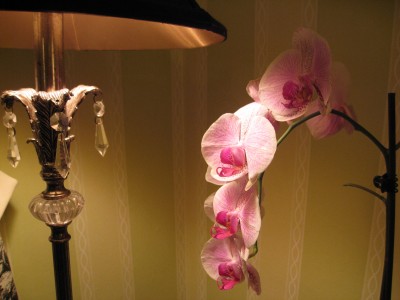 Helen Lind Orchid Plant