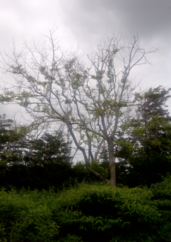 Fox Tree Service for Sick Trees in the Hamptons 