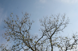 Fox Tree Service for Sick Trees in the Hamptons