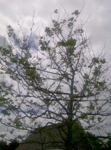 Fox Tree Service for Sick Trees in the Hamptons