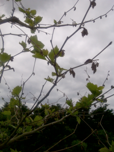 Fox Tree Service for Sick Trees in the Hamptons