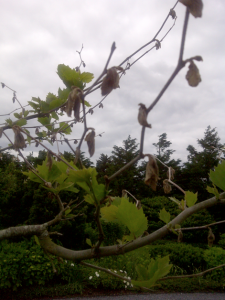 Fox Tree Service for Sick Trees in the Hamptons