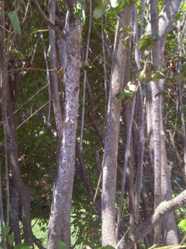 FoxTreePrivet2