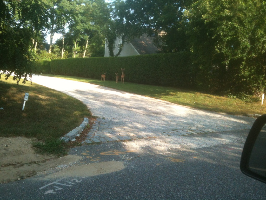 Deer Looking at the Traffic, Photo By Lori Berger Deer Looking at the Traffic, Photo By Lori Berger