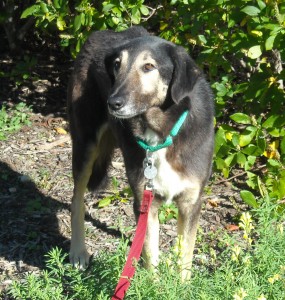 Narin, a healthy, young friendly female.