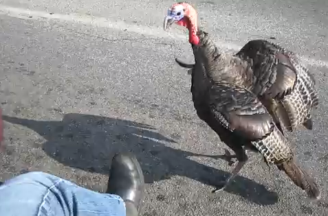 Wild Turkey Attacks Motorcycle