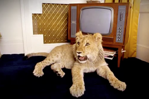 Christian the Lion with TV video still for Daily Viral