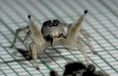 Cuban Spider dancing viral video still