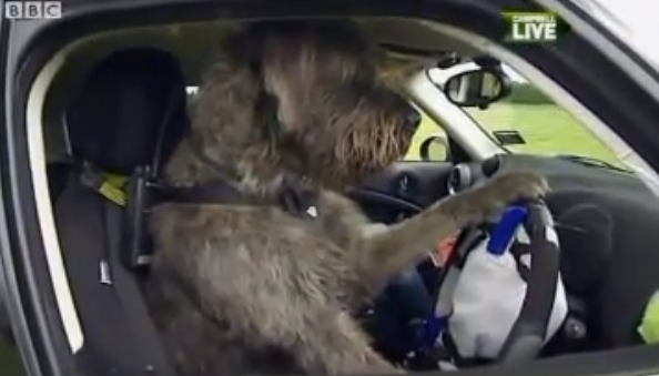 Doggy Driving School BBC