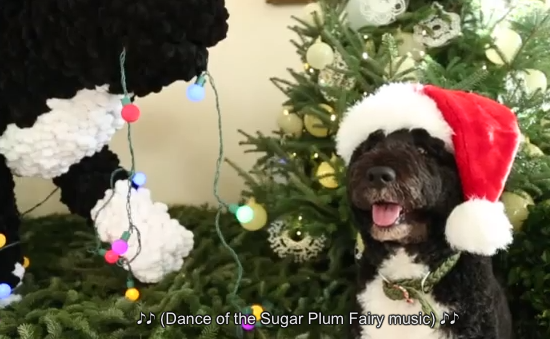 Obama's dog Bo inspects White House Christmas tree in Santa hat video still for viral