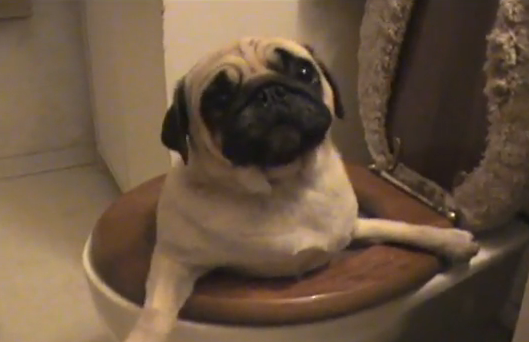 Maggie the Pug in the toilet viral video