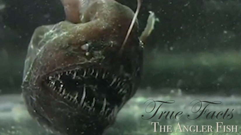 True Facts about the Anglerfish Angler Fish Video Still