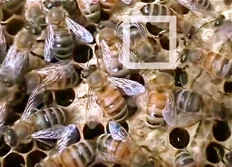 Birth of a Bonac Bee video still from Keepin' it Green for GENERAL VIDEO box