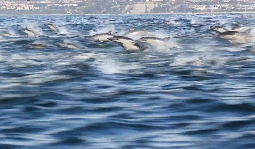 Dolphin Stampede