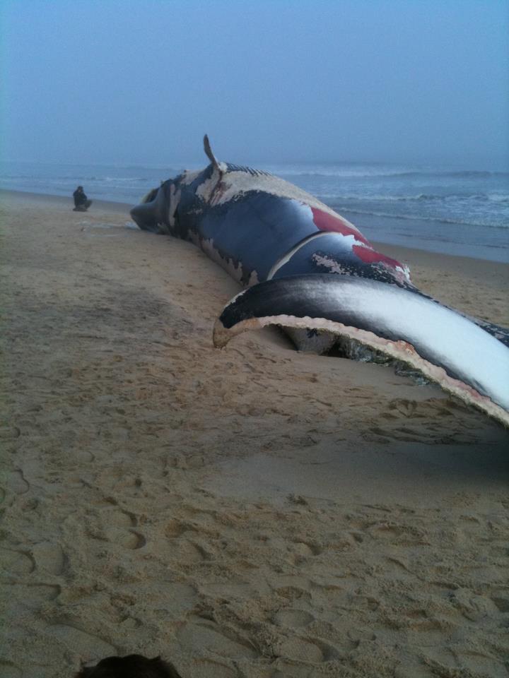 Fin Whale Carl Safina Pat Paladines in photo with dead Fin Whale in Amagansett on Sunday. Photo, Carl Safina, Blue Ocean.org
