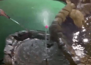 Greatest Mini Golf Shot Evaaaar video viral still