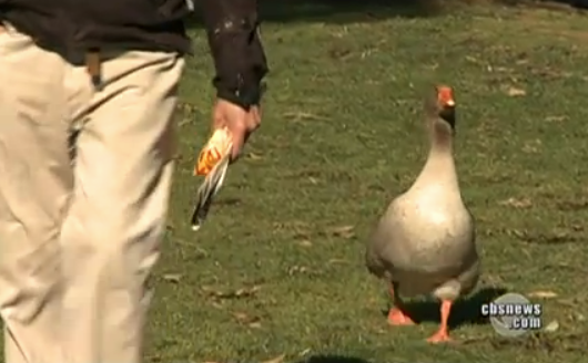 Maria the Goose video still for Daily Viral