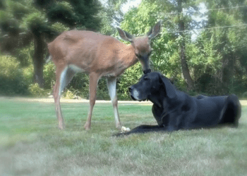 Pippin and Kate Dog and Deer in Love