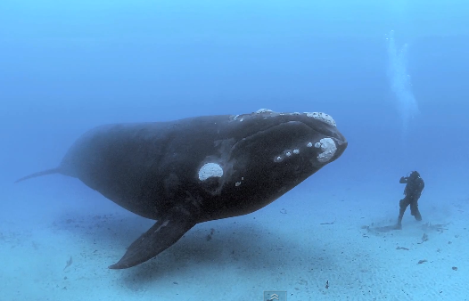 Whale Diving video still from Nat Geo for Daily Viral