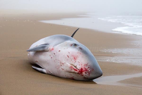 Pygmy sperm whale, photo Patricia Paladines