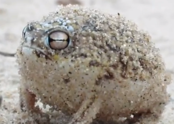 Cutest Frog
