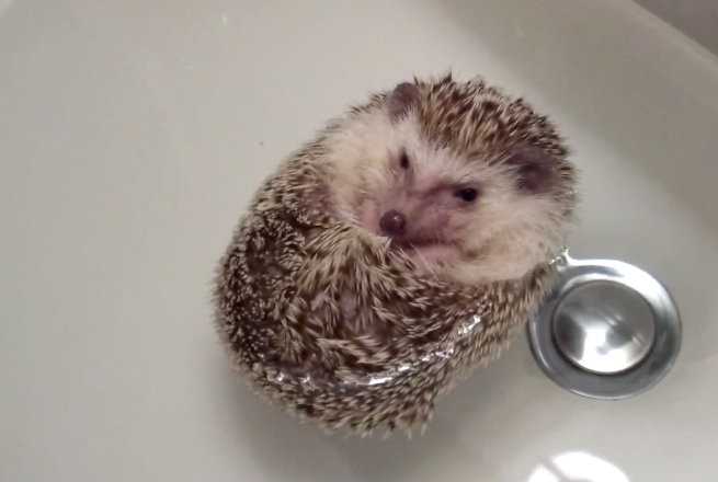 Floating Hedgehog video still