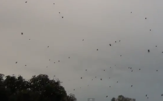 Raining Spiders in Brazil video still for Daily Viral