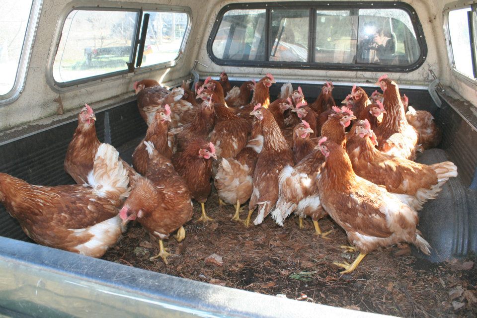 Sunset Beach Farm chickens Chickens at Sunset Beach Farm
