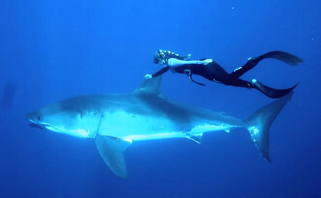 Shark Whisperer Ocean Ramsey