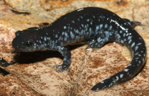 Blue-Spotted Salamander by Todd Pierson Blue-Spotted Salamander
