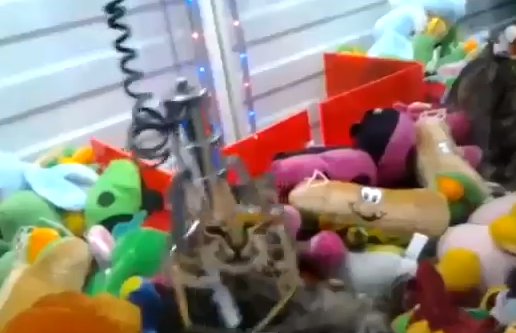 Cat in Claw Machine