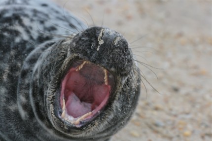 GREY SEAL teeth GREY SEAL teeth