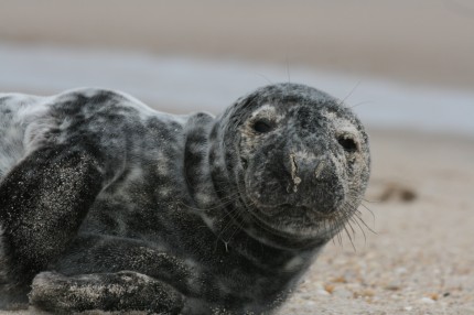 Grey SeaL Gray Seal